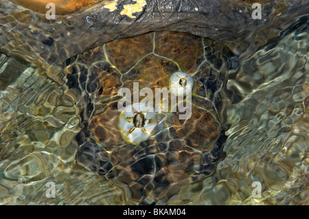 Seepocken auf Kopf des Green Turtle, Chelonia mydas Stockfoto