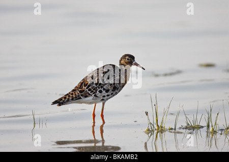 Kampfläufer Philomachus Pugnax, ruff Stockfoto