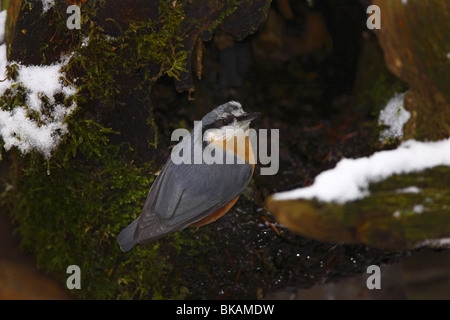 Kleiber Sitta Europaea Sittidae Kleiber Stockfoto