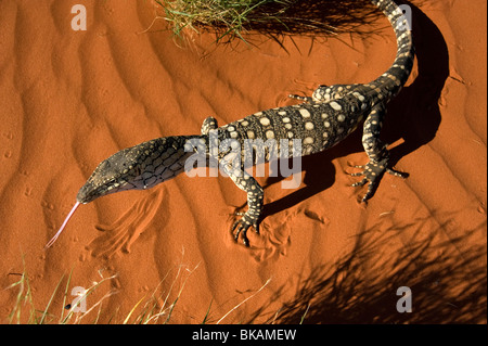 Perentie Goanna erstreckt sich langen Zunge in roten Sandwüste Australien Stockfoto