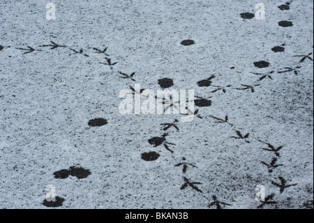 Kreuzung Wildfowl Spuren im Schnee treffen bedeckt Eis Stockfoto