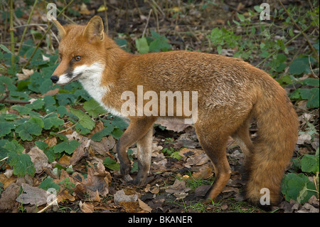 Rotfuchs Vulpes Vulpes, im Wald Stockfoto