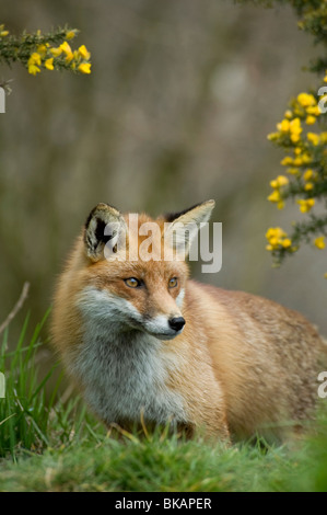 Rotfuchs Vulpes Vulpes mit Ginster Blumen im Frühling Stockfoto