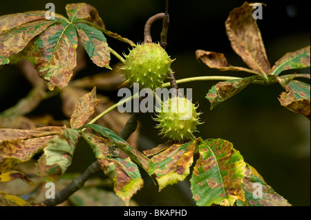 Horsechestnut Miniermotte Schäden an Rosskastanie Blätter Stockfoto