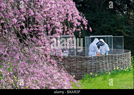 Imker inspizieren ihre Bienenstöcke in Kew Gardens, London, UK Stockfoto