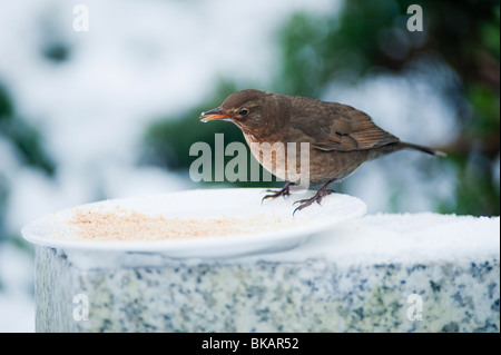 Amsel, Turdus merula, weiblichen Fütterung von der Platte im Winter Schnee in einem Londoner Garten. Stockfoto