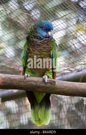 Saint Lucia Papagei (Amazona versicolor) weiblich eine der Personen in Jersey gezüchtet und kehrte nach Mini ZOO St. Lucia Stockfoto