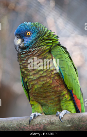 Saint Lucia Papagei (Amazona versicolor) weiblich bei Durrell Wildlife Conservation Trust gezüchtet und kehrte nach St. Lucia (Captive) Stockfoto