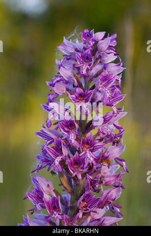 Helmknabenkraut Orchis, Militaris, Militär, Orchidee Stockfoto