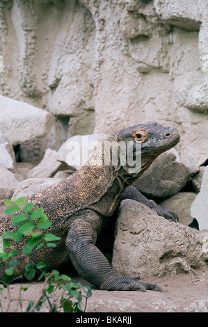 Weibliche Komodo-Waran, Varanus Komodoensis, bekannt als Flora, im Zoo von Chester hat an Nachkommen parthenogenetisch entbunden Stockfoto