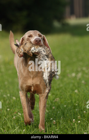 Weimaraner mit Kaninchen Stockfoto