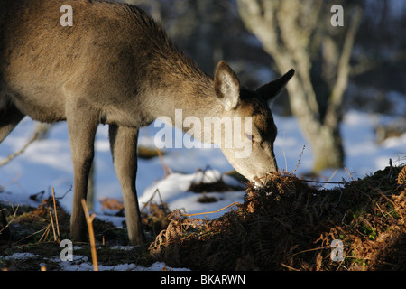 Nahaufnahme einer Hirschkuh Rothirsch (Cervus Elaphus) im Wald im Winter, Highlands, Schottland Stockfoto