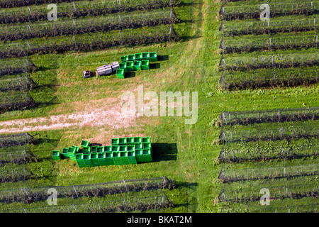 Blick von oben auf die großen Apfelplantage mit vielen leeren grünen Kisten. Stockfoto