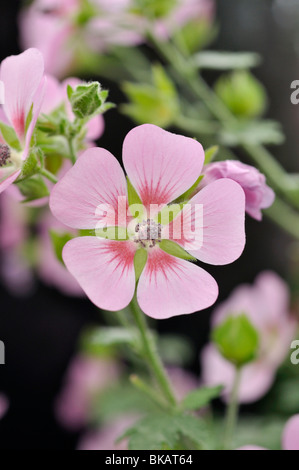 Kap Mallow (anisodontea capensis 'Lady in Pink') Stockfoto