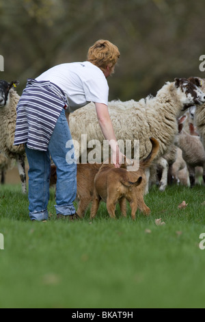 Eine Walker hält an ihren Hunden beim gehen durch ein Feld von Schafen Stockfoto