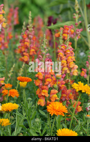 Snapdragon (antirrhinum majus) und Topf Ringelblume (Calendula officinalis) Stockfoto