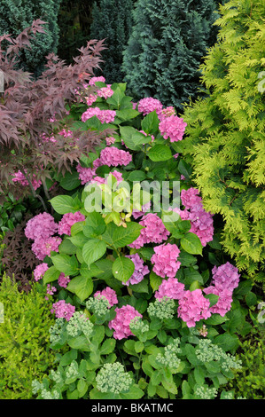 Japanischer Ahorn (Acer palmatum), Grossblättrige Hortensie (Hydrangea macrophylla) und orpine (Sedum telephium Syn. hylotelephium telephium) Stockfoto