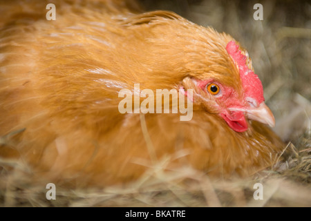 Buff Orpington-Henne auf dem nest Stockfoto