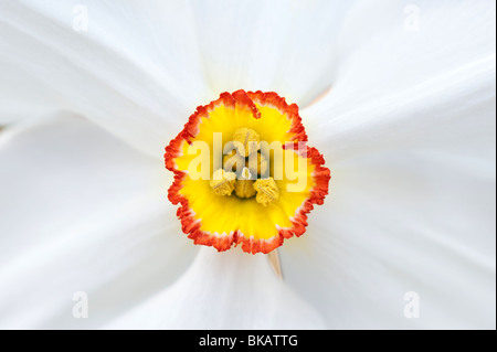 Narzisse Actaea. Narcissus Poeticus. Fasan Auge Narzisse Stockfoto