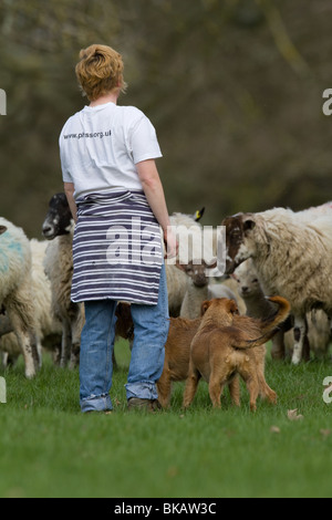 Eine Walker hält an ihren Hunden beim gehen durch ein Feld von Schafen Stockfoto