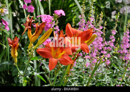 Taglilien (Hemerocallis), Garten Phlox (Phlox paniculata) und blutweiderich (Lythrum salicaria) Stockfoto