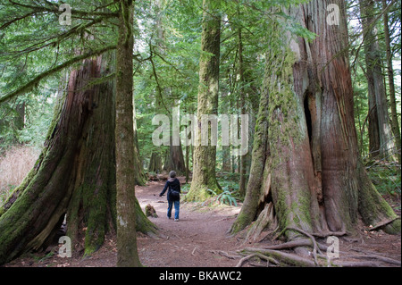 alten Waldbestands im Cathedral Grove MacMillan Provincial Park, Vancouver Island, British Columbia, Kanada Stockfoto