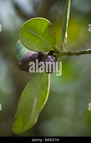 Clusia großen schwarze Samen ist ein Lebensmittel von St Lucia Papagei (Amazona versicolor) zentrale Wald St. Lucia Windwardinseln Karibik Stockfoto