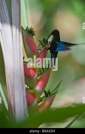 Die grün-throated Carib (Eulampis Holosericeus) ernähren sich von Heliconia Wagneriana Diamond Botanical Gardens Soufriere St. Lucia Stockfoto