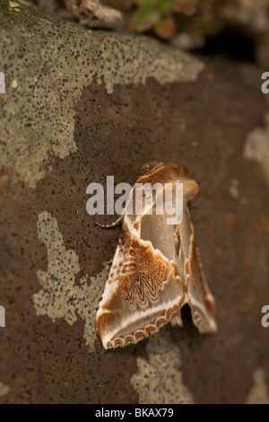 Buff Bögen (Habrosyne Pyritoides) Motte Stockfoto