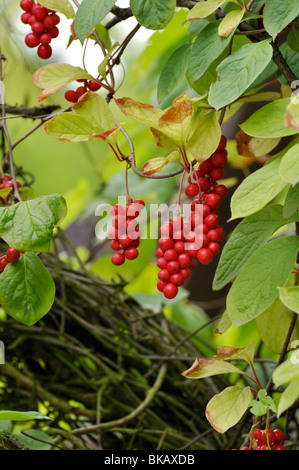 Chinesische magnolia Weinstock (Schisandra chinensis) Stockfoto