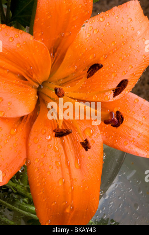 Nahaufnahme von orange Lilie Blume Stockfoto