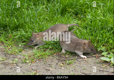 Zwei Baby Brown Ratten Rattus Norvegicus entstehen nervös, um auf Nahrung verschüttet unter Bird Feeder Futter Stockfoto
