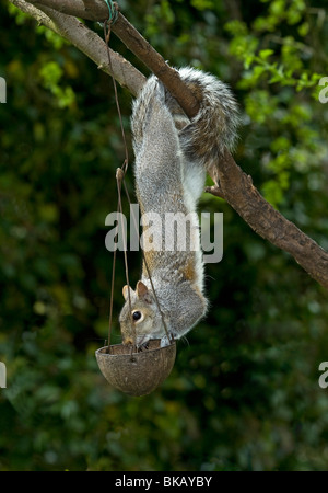 Grauhörnchen überfallen Vogelhäuschen Stockfoto