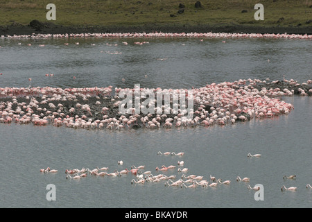 Lesser Flamingo Arusha Nationalpark Tansania Stockfoto