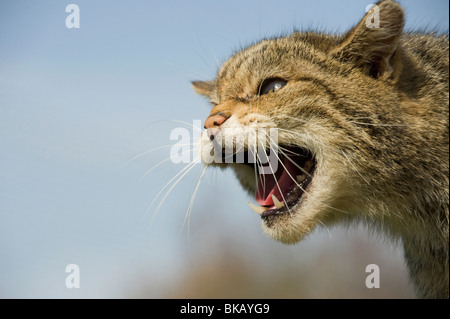 Schottische Wildkatze, Felis Silvestris, knurrend mit Ohren abgeflacht. Stockfoto