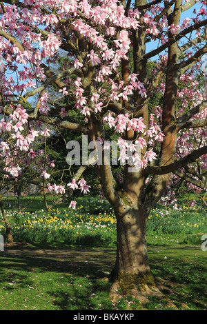 Magnolie Stockfoto