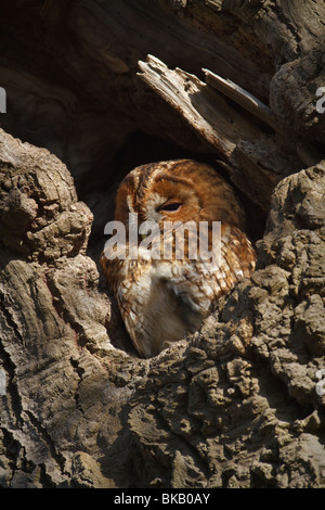 Schlafplatz Waldkauz (Strix Aluco), Cambridgeshire, England Stockfoto