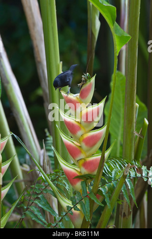 Lesser Antillean Gimpel (Loxigilla Noctis) auf Heliconia Wagneriana Diamond Botanical Gardens Soufriere St. Lucia Karibik Stockfoto