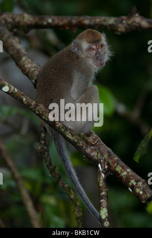 Long-tailed Macaque, Macaca Fascicularis, sitzend auf Ast, Blick in die Kamera, Kinabatangan, Sabah, Malaysia Stockfoto