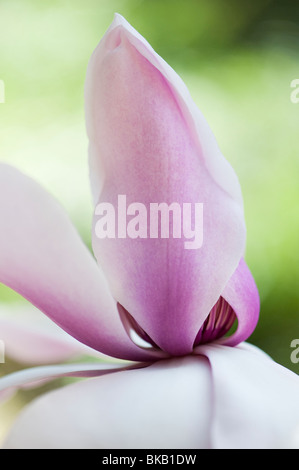 Magnolia Campbellii Blume. Großbritannien Stockfoto