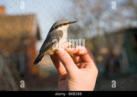 Eurasische Kleiber Sitta Europaea Vogel Streifenbildung Hände Schweden Europa Stockfoto