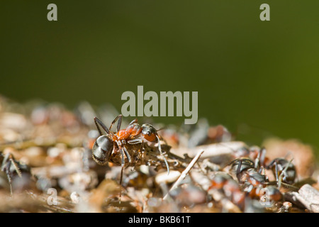 Südlichen Holz Ameise Formica Rufa Insekten Europa Skandinavien Schweden Stockfoto