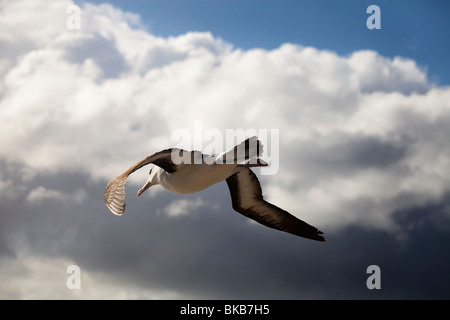 Black-Browed Albatross im Flug über die neue Island Nature Reserve, West Falkland-Inseln Stockfoto