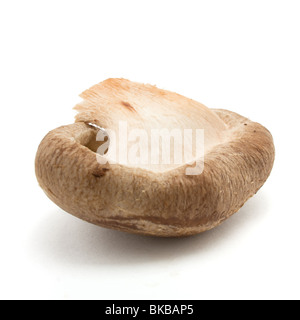 Ganze rohe Shiitake-Pilz isoliert vor weißem Hintergrund. Stockfoto