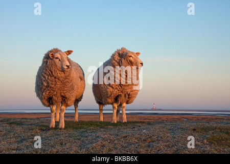 Hausschaf (Ovis Ammon Aries) mit Leuchtturm Westerheversand am fernen Horizont. Stockfoto