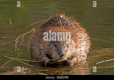 Amerikanischer Biber (Castor Canadensis) nagt an einem Zweig. Stockfoto