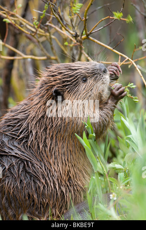 Amerikanischer Biber (Castor Canadensis) nagt an einem Zweig. Stockfoto