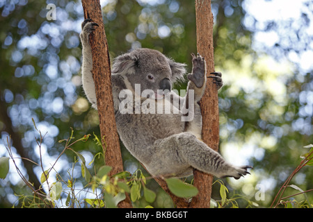 Koala (Phascolarctos Cinereus) in einem Eukalyptusbaum. Stockfoto