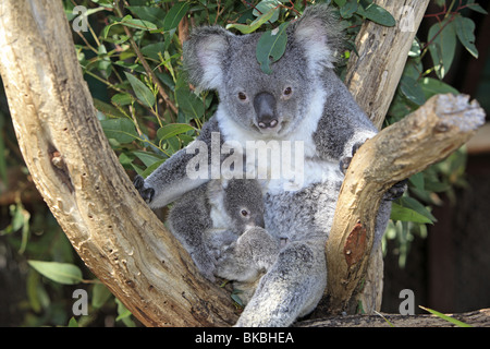 Koala (Phascolarctos Cinereus), Weibchen mit jungen in einem Eukalyptusbaum. Stockfoto