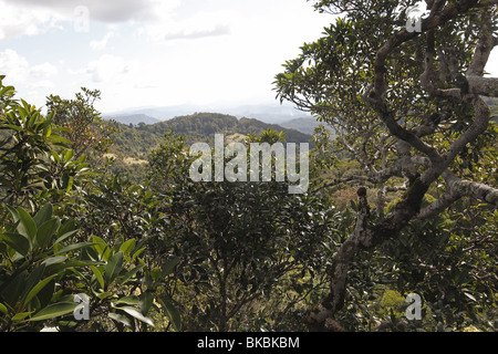 Subtropischen Regenwald im Lamington National Park, Queensland, Australien. Stockfoto